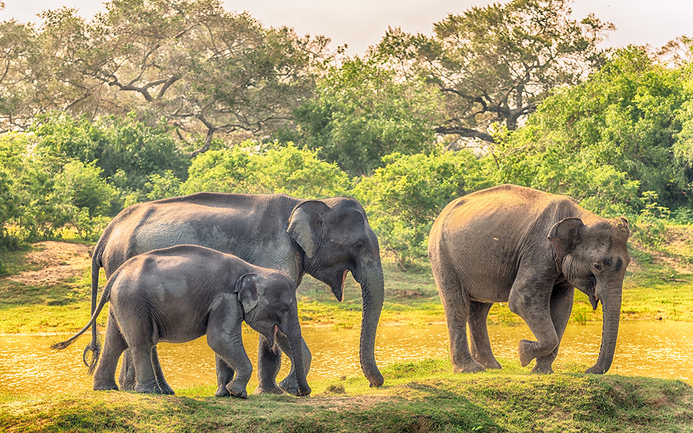 820730-Yala-National-Park-Sri-Lanka-Parks-Elephants-Cubs