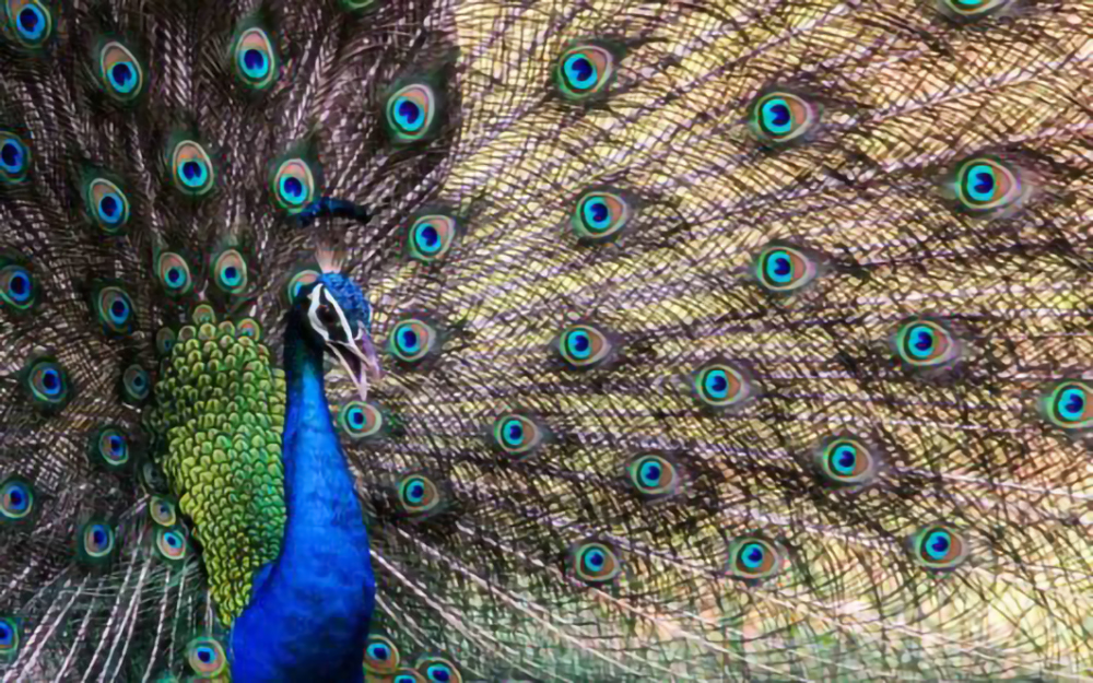 Udawalawe-Peacock-531x354-1-2