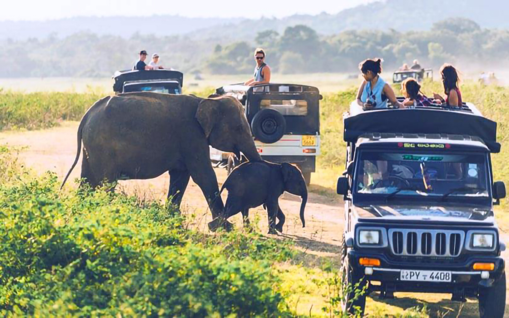 Wildlife-Safari-Sri-Lanka-2