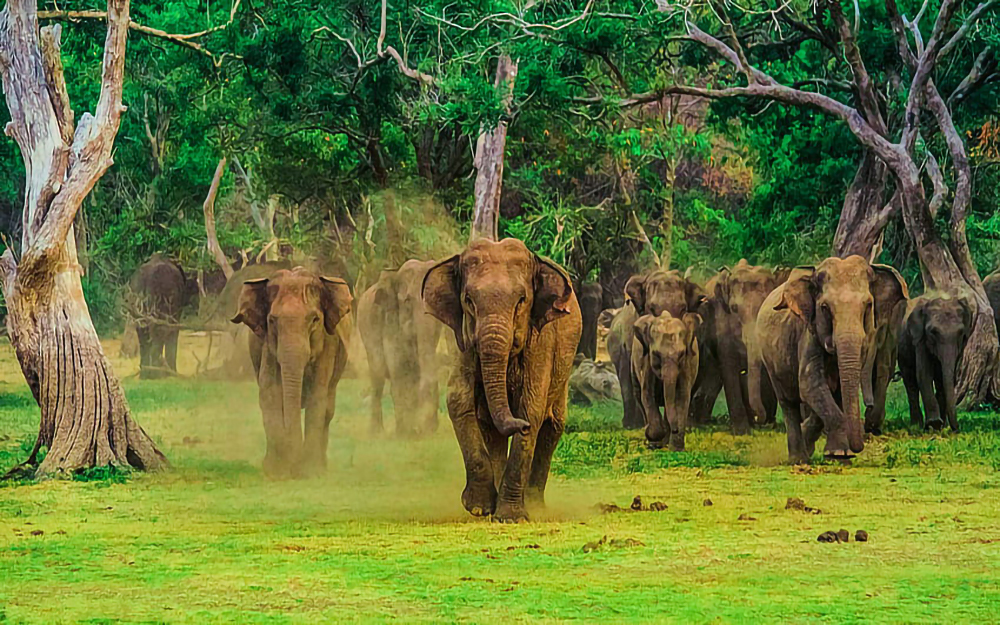 desktop-wallpaper-wildlife-holiday-package-beyond-trust-holidays-sri-lanka-elephant-2